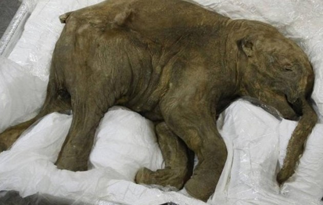 Σε μουσείο του Λονδίνου ένα μωρό Μαμούθ