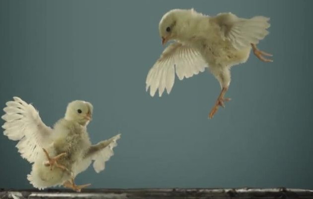 Σοκάρει το νέο διαφημιστικό της PETA κατά των πτηνοτροφικών μονάδων