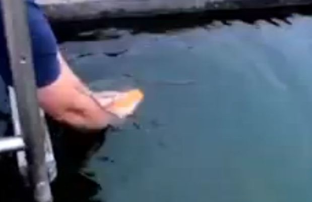 Ψάρια για… χάιδεμα (βίντεο)