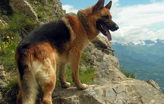 Έσφαξαν σκύλο σαν αρνί και τον έφαγαν στην Κρήτη (σκληρή εικόνα)