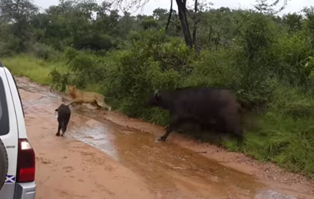 Το έσωσε από τα δόντια του… λιονταριού (βίντεο)