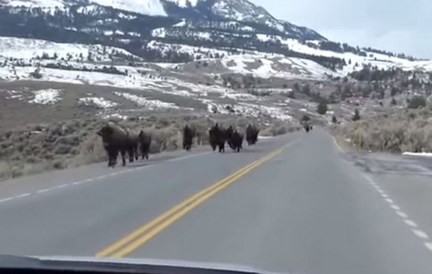 Γέλοουστοουν: Η φυγή των βουβάλων δείχνει το τέλος του κόσμου; (βίντεο)