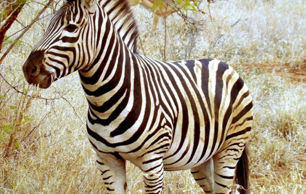 Γιατί η Ζέβρα είναι… ασπρόμαυρη; Επιστήμονες βρήκαν την απάντηση