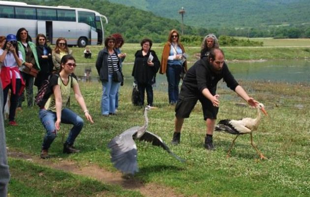 Ο ουρανός πάνω από την λίμνη Κερκίνη γέμισε πελαργούς
