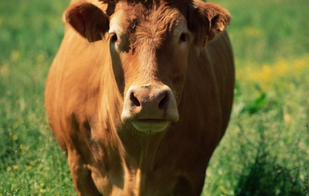 Ανδρίτσαινα: Αγελάδα σκότωσε 97χρονη