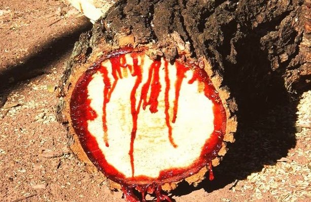 Δείτε τα αιματοβαμμένα δέντρα της Ν.Αφρικής (φωτογραφίες)