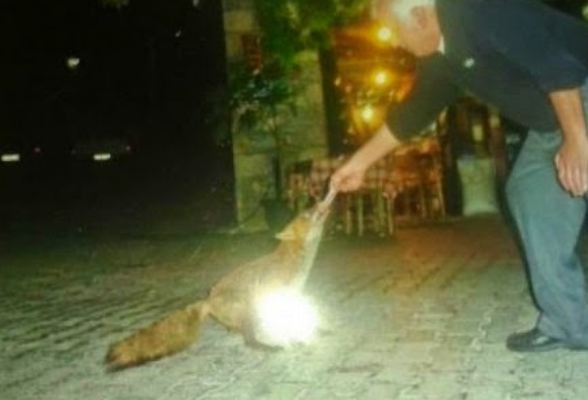 Τιθορέα: Η αλεπού που έγινε μασκότ του χωριού