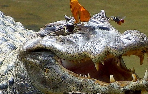 Πεταλούδες και μέλισσες ξεδιψούν με τα δάκρυα του κροκοδείλου (βίντεο)