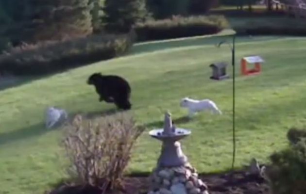 Η αρκούδα βρήκε το μπελά της από δύο μπουλντόγκ (βίντεο)