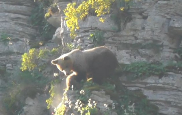 Ζαγόρι: Καφέ αρκούδα βγήκε βόλτα με το μικρό της (βίντεο)