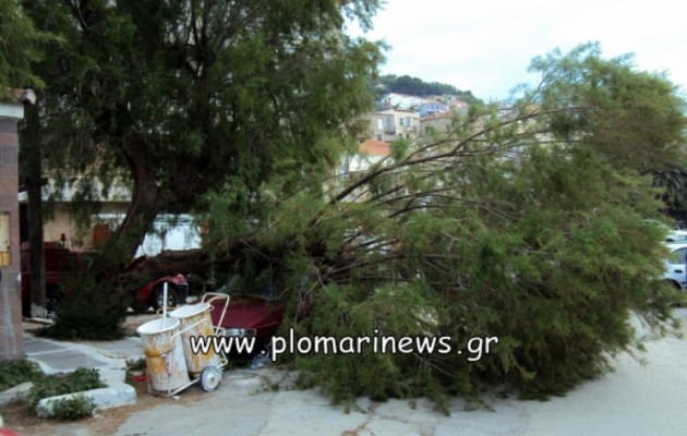 Τα δέντρα στο Πλωμάρι πέφτουν πάνω σε αυτοκίνητα