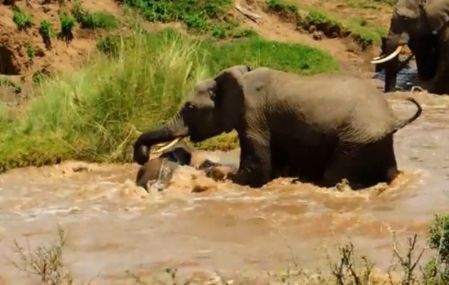 Δραματική διάσωση μικρού ελέφαντα που παρασυρόταν από το ρέμα (βίντεο)