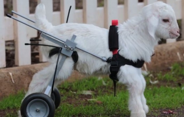 Συγκινητικό βίντεο: Η Φρόστι μπορεί να περπατήσει ξανά