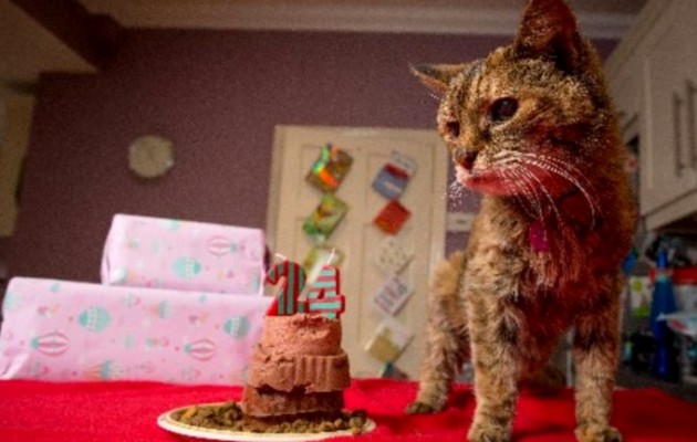 Η γηραιότερη γάτα στον κόσμο είναι 24 ετών