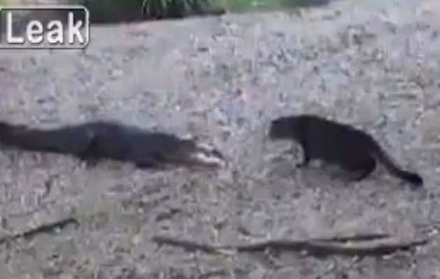 Απίστευτο: Η γάτα νικάει τον δειλό… κροκόδειλο (βίντεο)