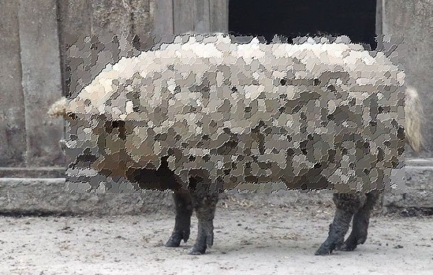 Δείτε το διάσημο προβατογούρουνο της Ουγγαρίας (φωτογραφίες)