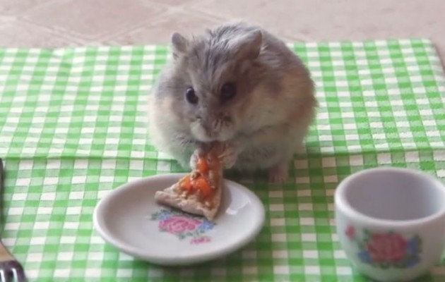 Τα χάμστερ λατρεύουν την… πίτσα (βίντεο)