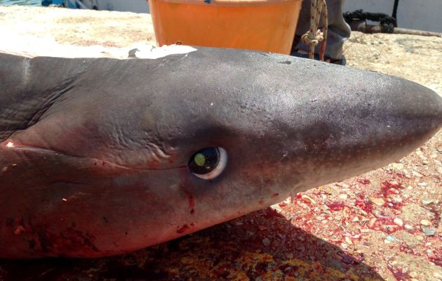 Ψαράς έπιασε… καρχαρία στην Τήνο!