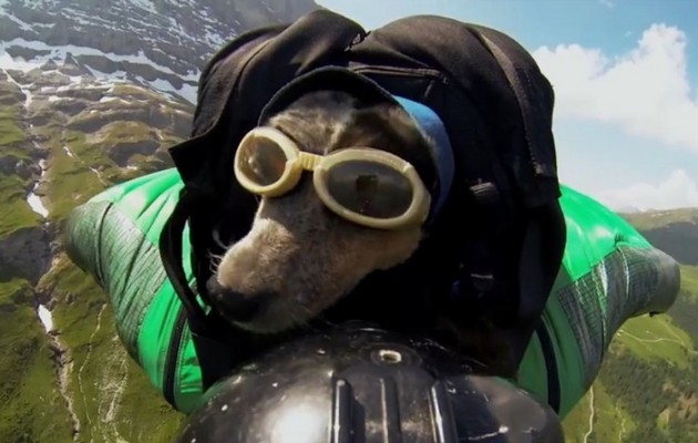 Ο πρώτος… ιπτάμενος σκύλος (βίντεο)