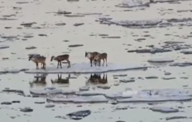 Αλάσκα: Τα καριμπού πήγαν… ποταμάδα (βίντεο)