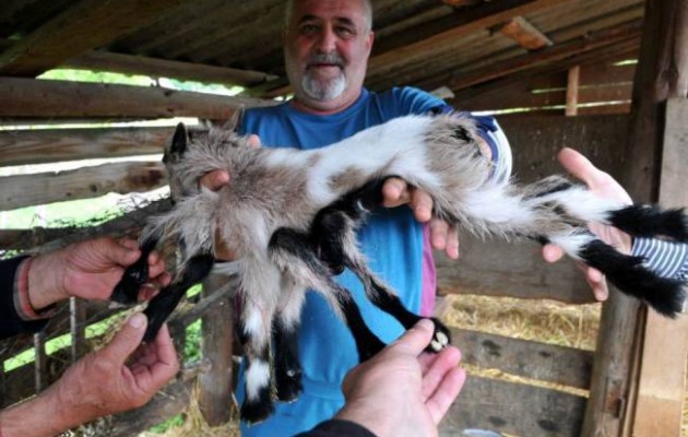 Κατσικάκι με οκτώ πόδια σε φάρμα στην Κροατία