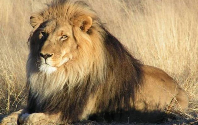 Έκλεψαν λιοντάρι 300 κιλών από καταφύγιο ζώων