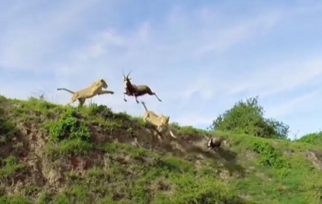 Λιοντάρι πιάνει αντιλόπη… στον αέρα! (βίντεο)