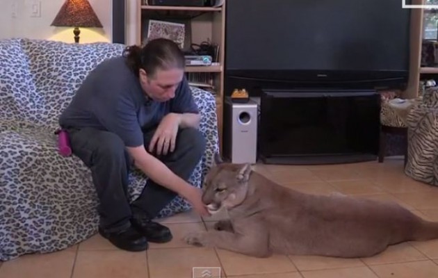 Έχει για κατοικίδιο ένα… λιοντάρι του βουνού (βίντεο)