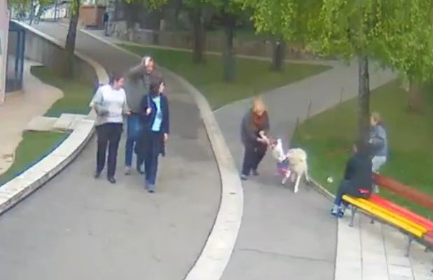 Σοκ: Λύκος επιτέθηκε σε δίχρονο κοριτσάκι σε ζωολογικό κήπο (βίντεο)