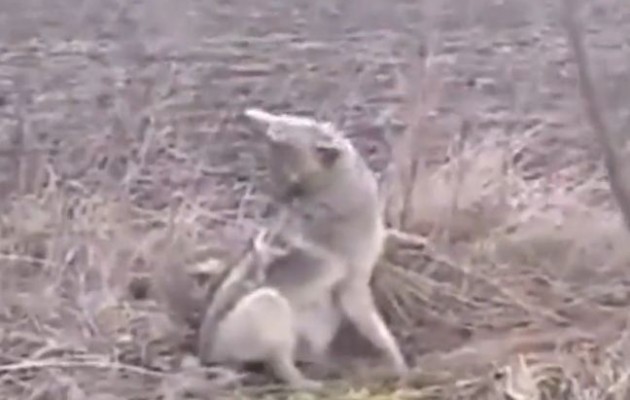 Έκανε το λάθος να βοηθήσει τραυματισμένο λύκο (βίντεο)