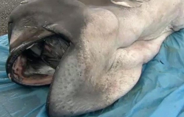 Δείτε τον σπάνιο Μεγαλόστομο καρχαρία που ψάρεψαν στην Ιαπωνία (βίντεο)