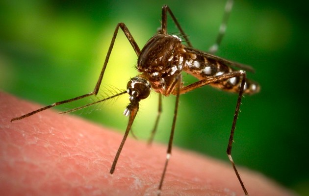 Ποιους τσιμπάνε τα κουνούπια περισσότερο και γιατί!