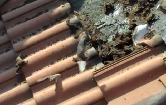 Ζούσαν με εκατοντάδες νυχτερίδες πάνω από τα κεφάλια τους (βίντεο)