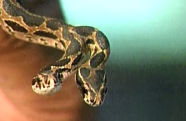 Δείτε τον πύθωνα με τα 2 κεφάλια (βίντεο)