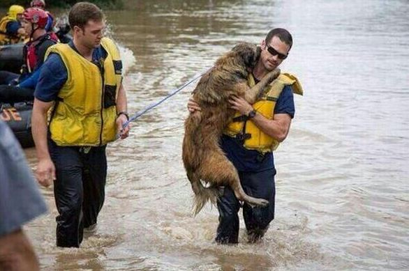 Σερβία: Συγκινητική προσπάθεια διάσωσης σκυλιού από τις πλημμύρες (βίντεο)