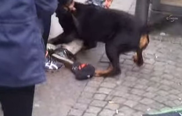 Σοκαριστικό βίντεο από επίθεση ροντβάιλερ σε μικρό παιδί (βίντεο)