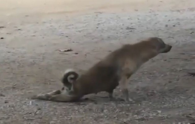 Σκύλος για Όσκαρ: Προσποιείται τον… ανάπηρο!  (βίντεο)