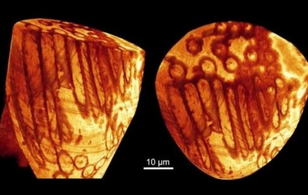 Απολιθωμένο σπερματοζωάριο “γίγας” ανακαλύφθηκε στην Αυστραλία