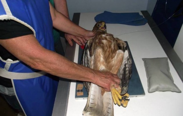 Στο χειρουργείο Σπιζαετός από την Τήλο (φωτογραφίες)