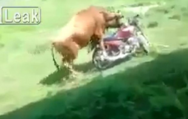 Ο ταύρος είναι κατεξοχήν… ερωτικό ζώο (βίντεο)