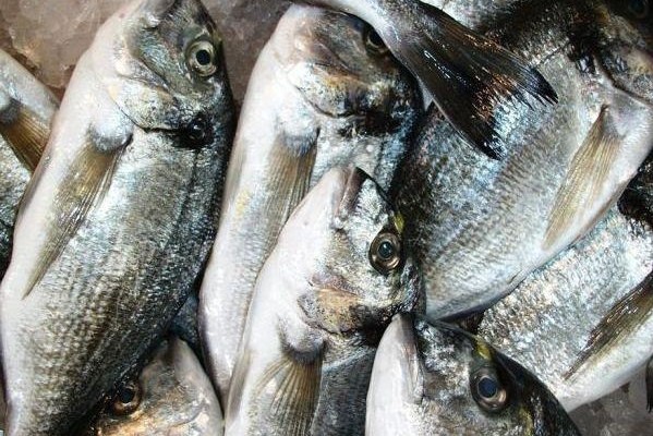 Άρτα: Στα χέρια της αστυνομίας οι κλέφτες της… τσιπούρας