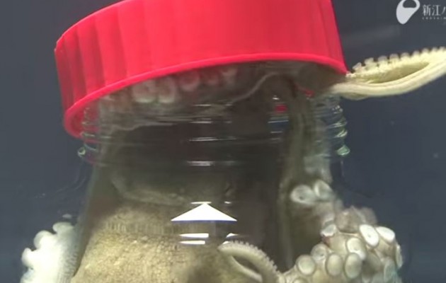 Δείτε πως ανοίγει ένα χταπόδι το βάζο από μέσα (βίντεο)