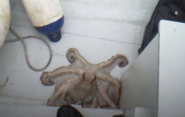 Δείτε το χταπόδι – χαμαιλέων! (βίντεο)