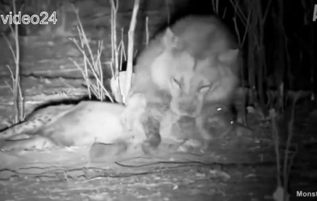 Απίστευτο βίντεο: Δείτε πως η ύαινα γλιτώνει από τριπλή επίθεση λιονταριού