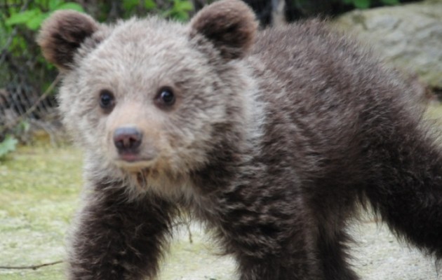 Αρκτούρος: Η μικρή αρκουδίτσα Ζωή κερδίζει την μάχη