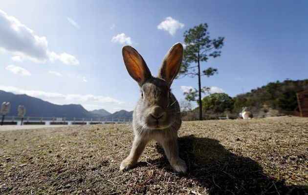 Okunoshima: Το νησί των κουνελιών