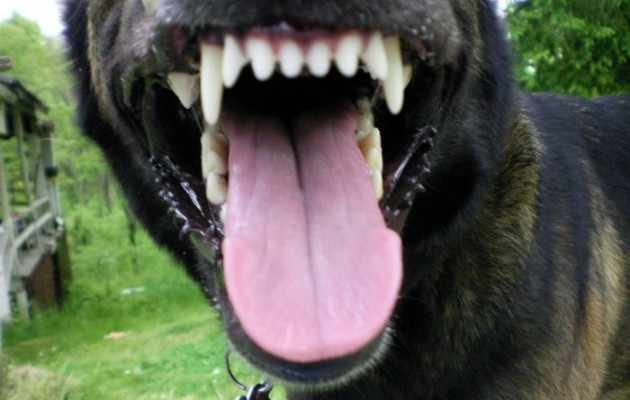 Αθήνα: Στο νοσοκομείο τρεις αστυνομικοί από επίθεση… σκύλου