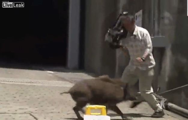 Ιαπωνία: Τηλεοπτικό συνεργείο δέχεται επίθεση από… αγριογούρουνο (βίντεο)