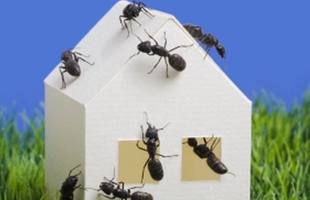 Απαλλαγείτε από τα μυρμήγκια με 6 φυσικούς τρόπους