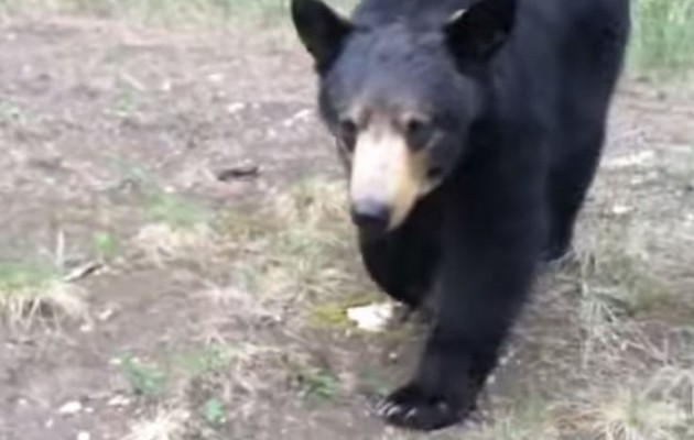 Στιγμές τρόμου: Αρκούδα κυνηγάει δύο δρομείς στον Καναδά (βίντεο)